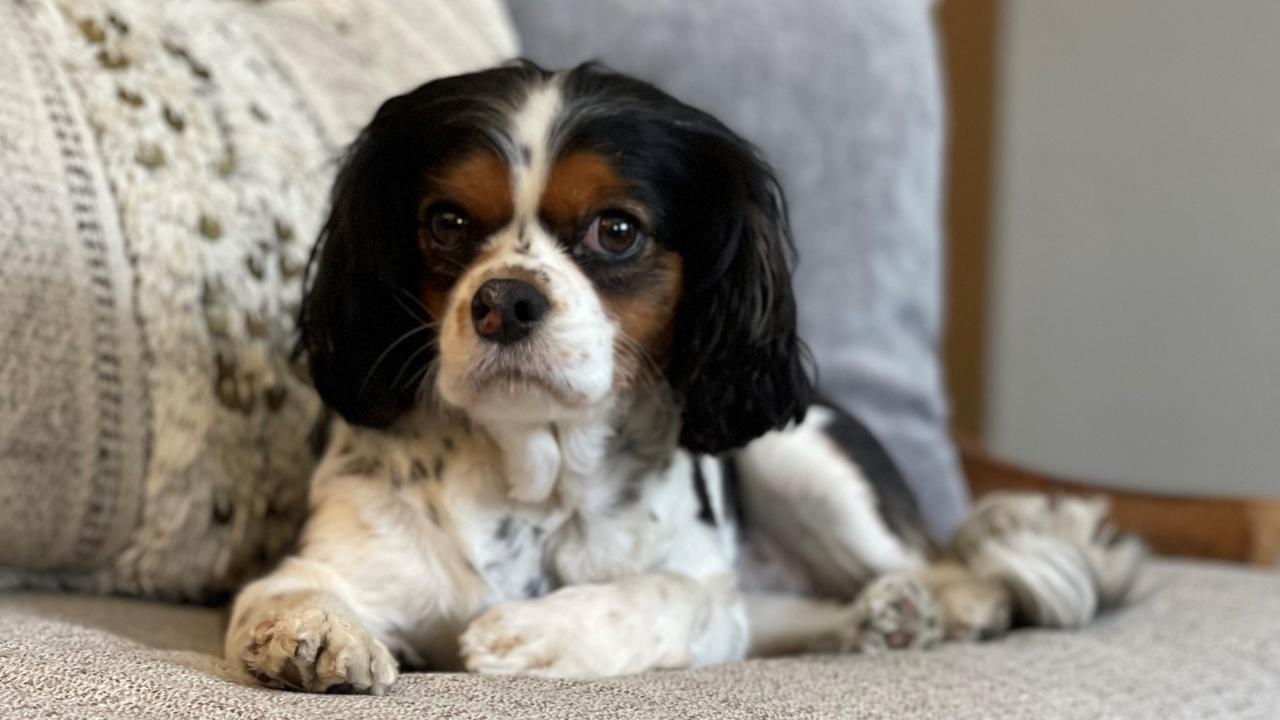 Cavalier King Charles spaniel sitting on couch