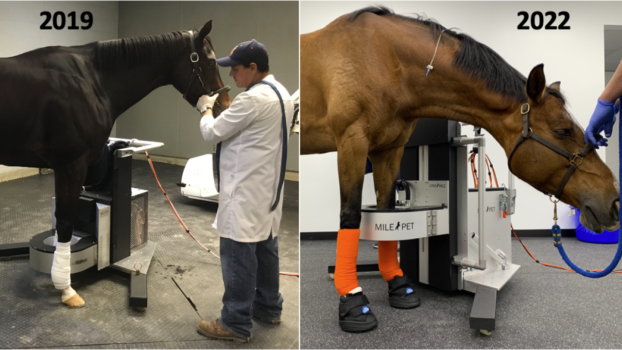 horses in equine PET scanner