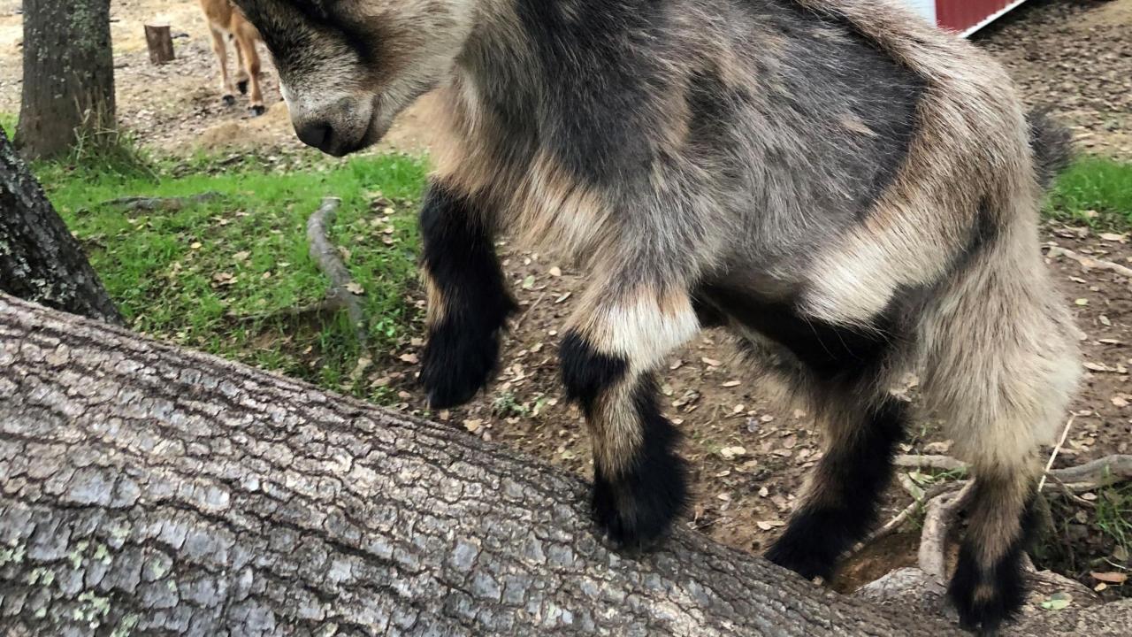 can pygmy goats live with dogs