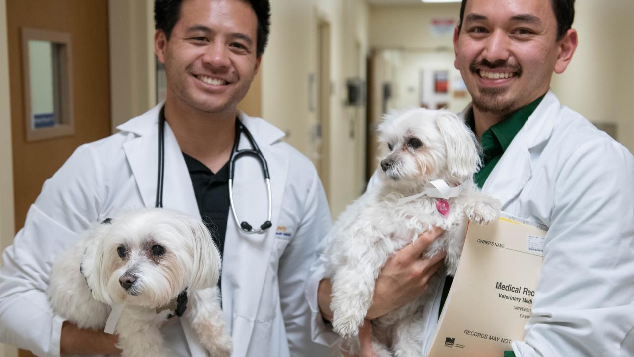 two male vet students holding dogs