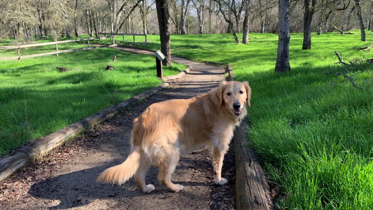 golden retriever