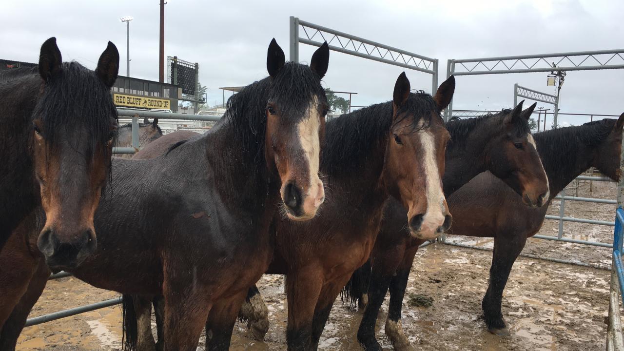 row of horses