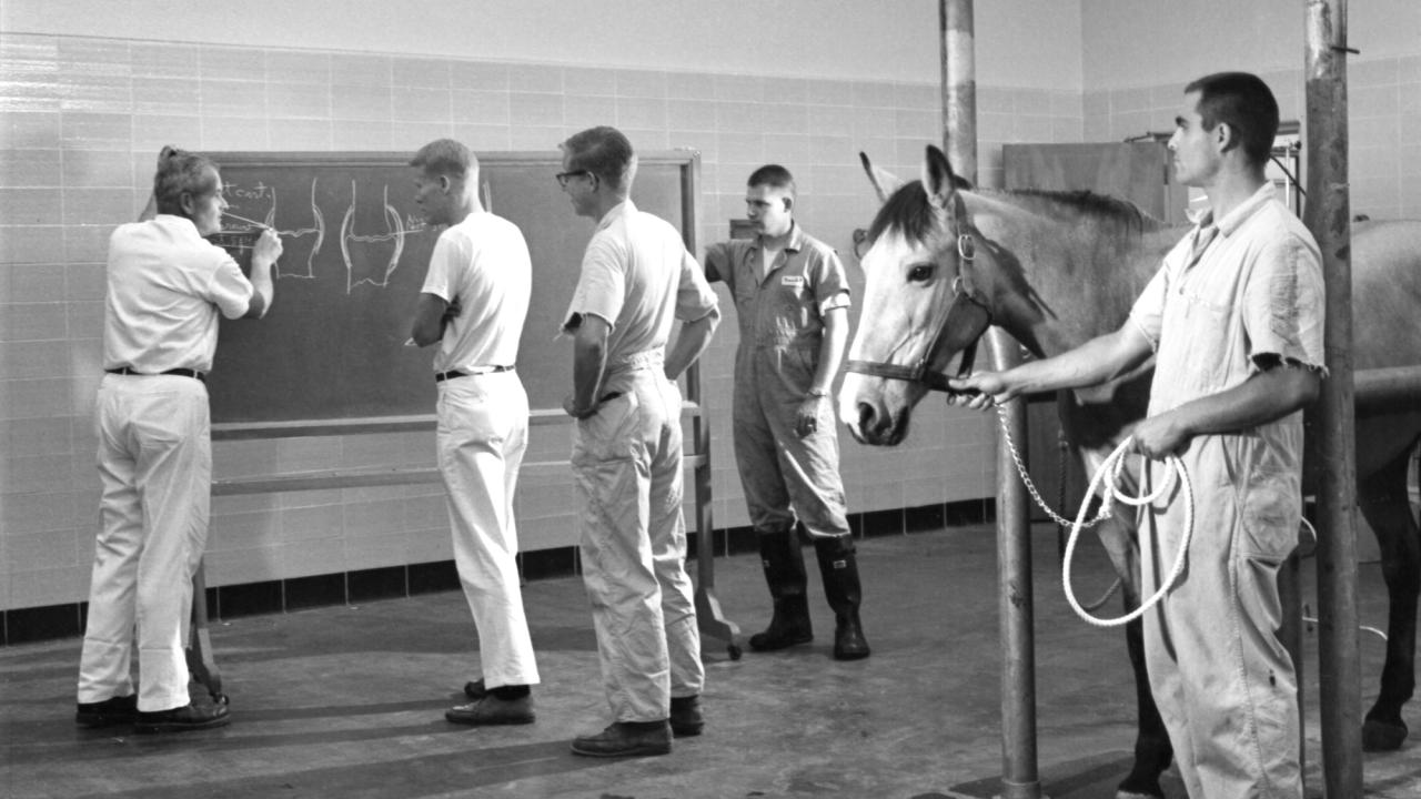 Dr. Wheat and students in the UC Davis Large Animal Clinic in 1966. From the Fiat Lux project by Ansel Adams and Nancy Newhall.