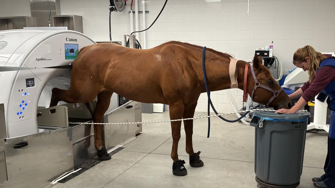 standing horse with back leg inside CT scanner