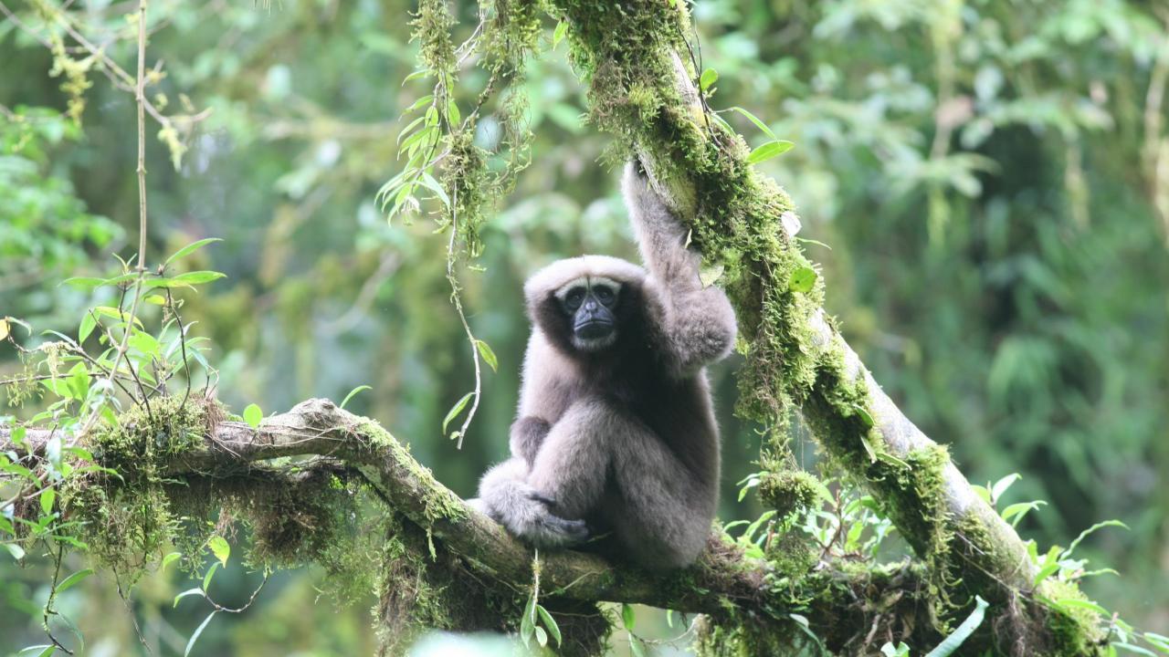 adult female Sywalker gibbon