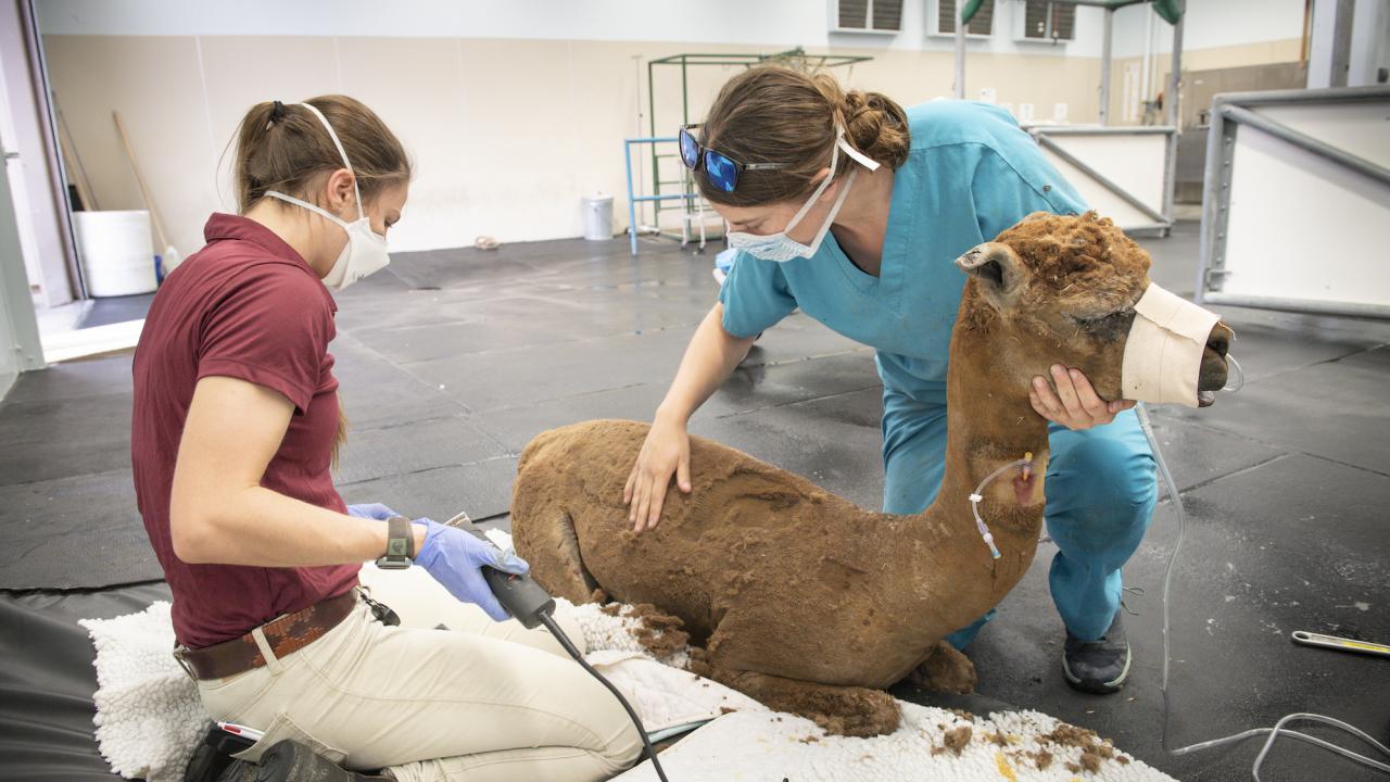 An alpaca receives care after the LNU Lightning Complex Fire in 2020. (UC Davis School of Veterinary Medicine)