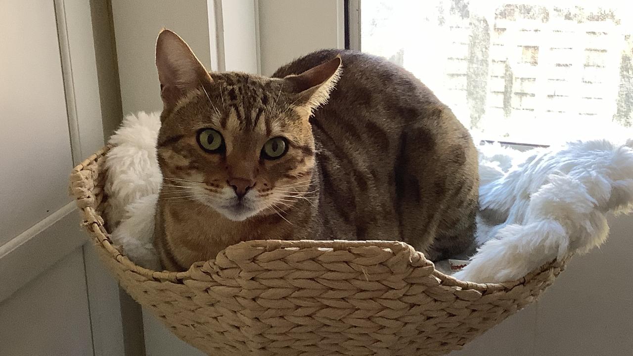 cat sitting in perch