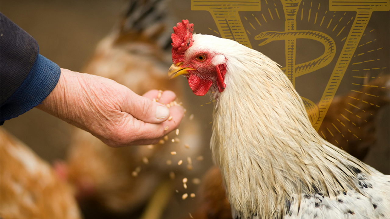 A hand feeding a chicken grain.