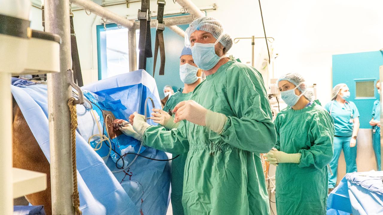 veterinarians performing minimally invasive surgery on horse at UC Davis veterinary hospital