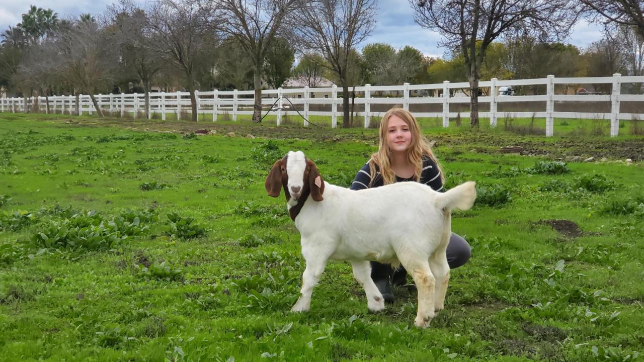 girl and goat in green field