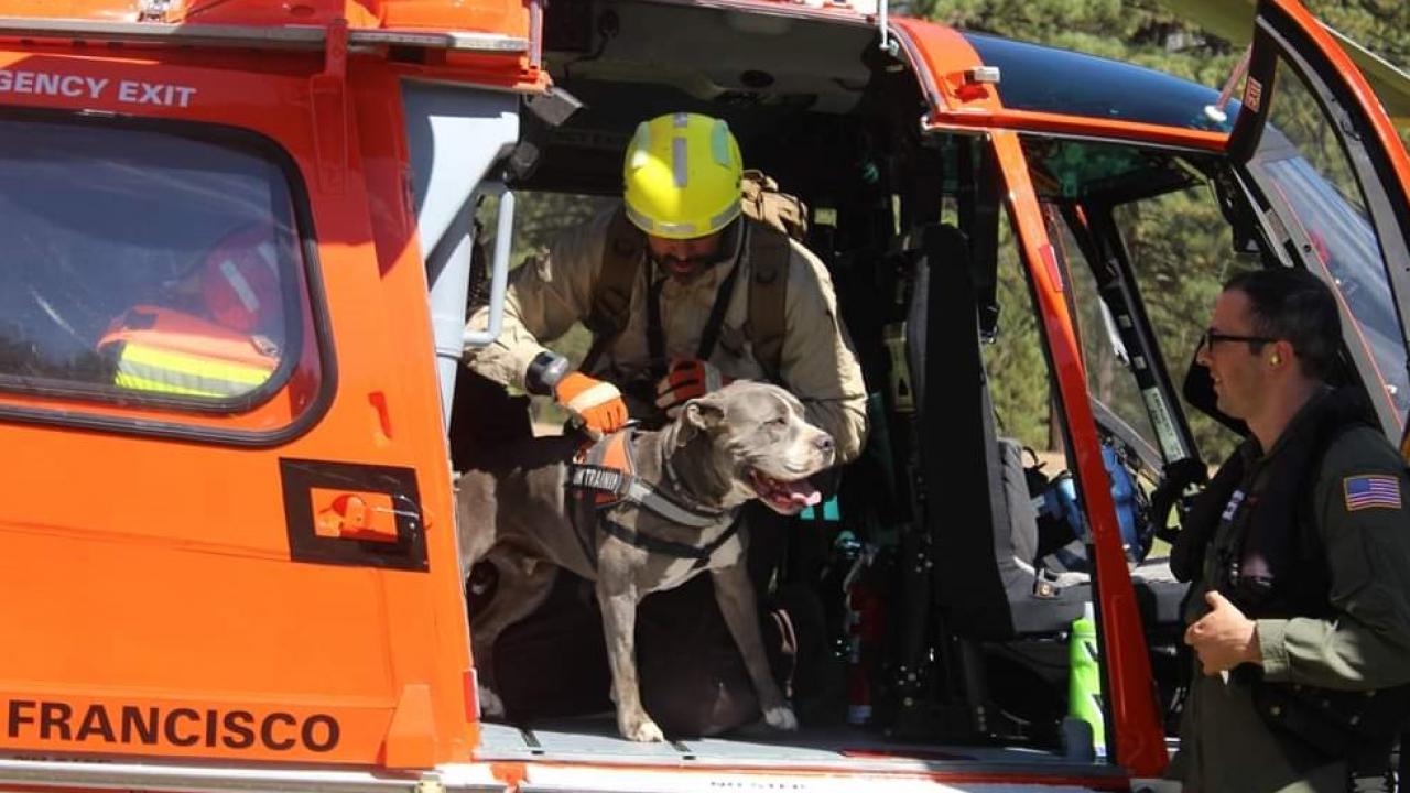 dog departing helicopter