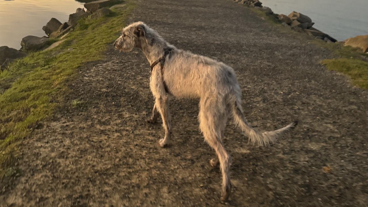 Irish woldhound on narrow path at sunset, overlooking water.