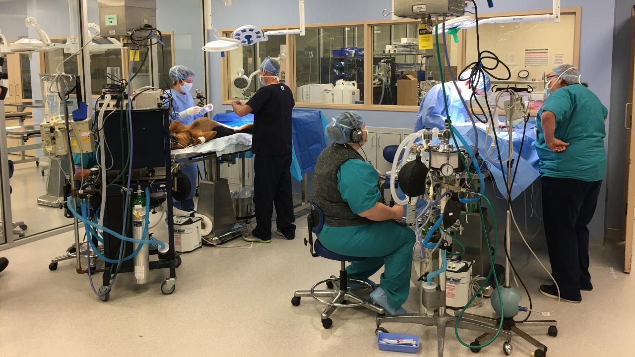 veterinary operating room at UC Davis