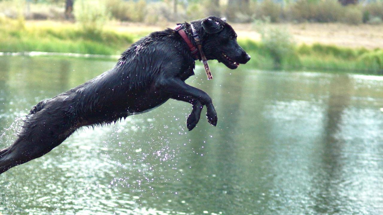 dog jumping in water