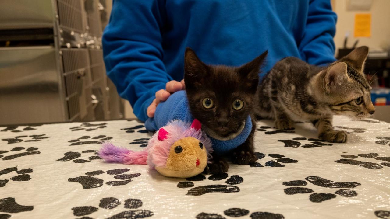 black kitten with veterinarian in Community Surgery Service at the UC Davis veterinary hospital
