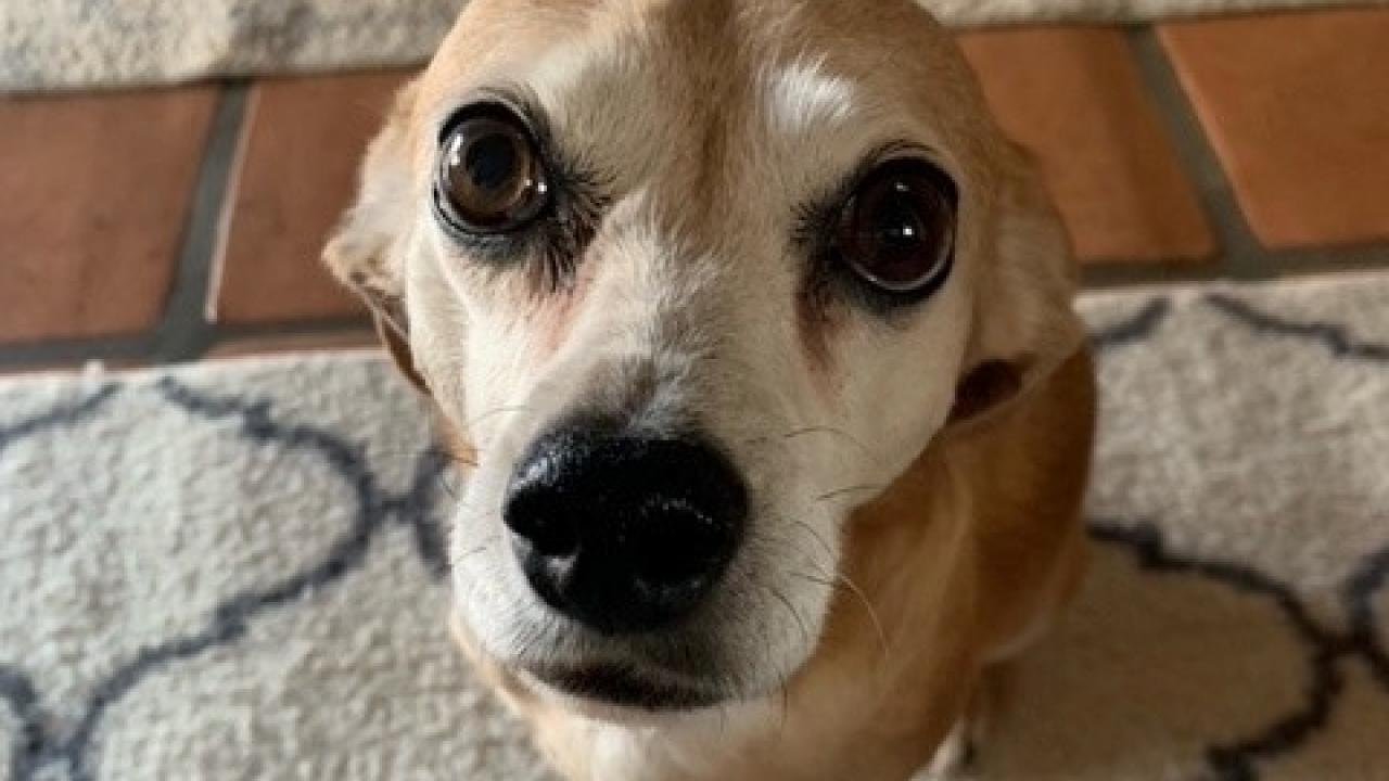 close-up of dog's face