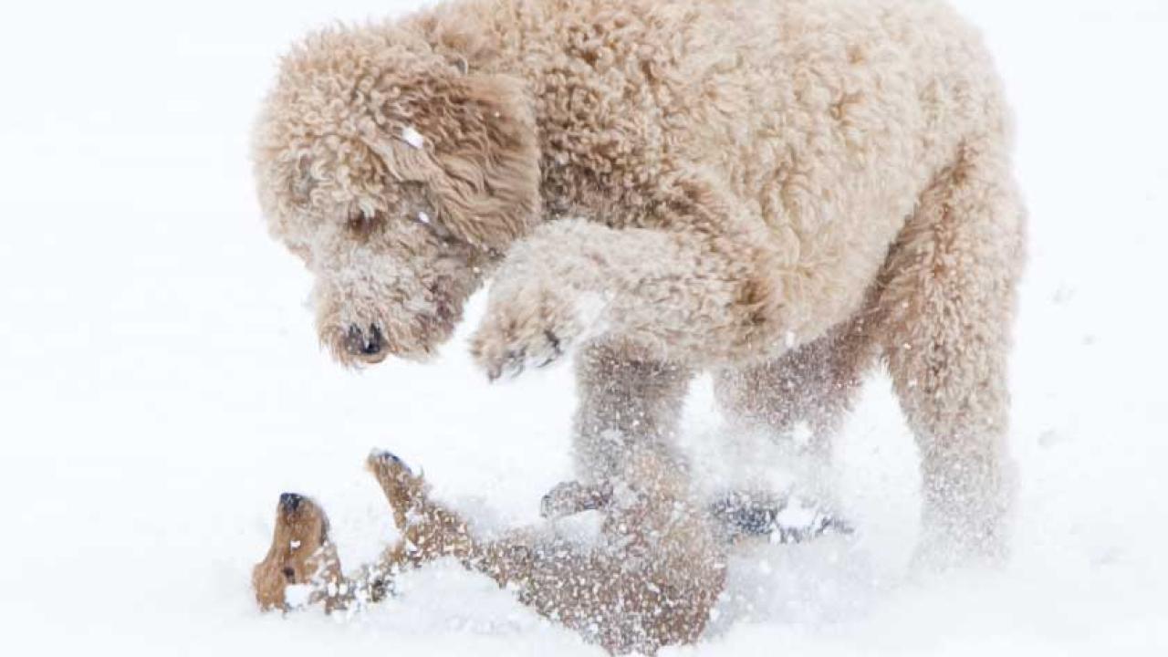 Dogs_playing_in_snow