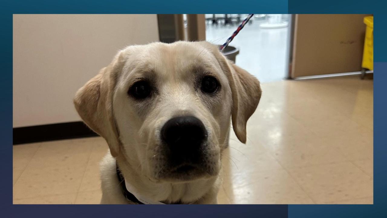 Cream Labrador retriever looking at camera in indoor hallway