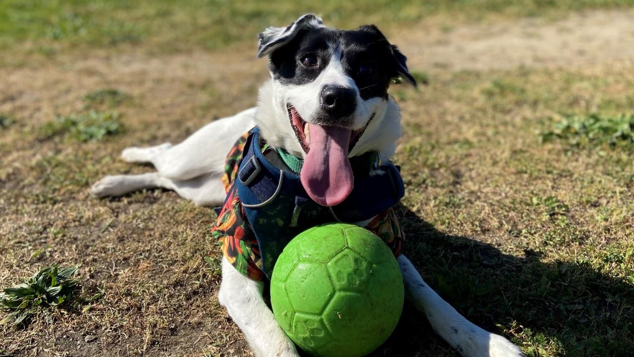 border collie on grass with ball 