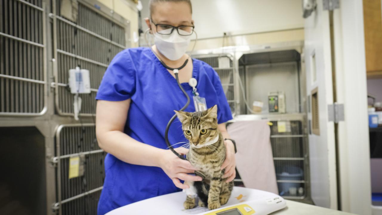 UC Davis veterinary technician examining cat