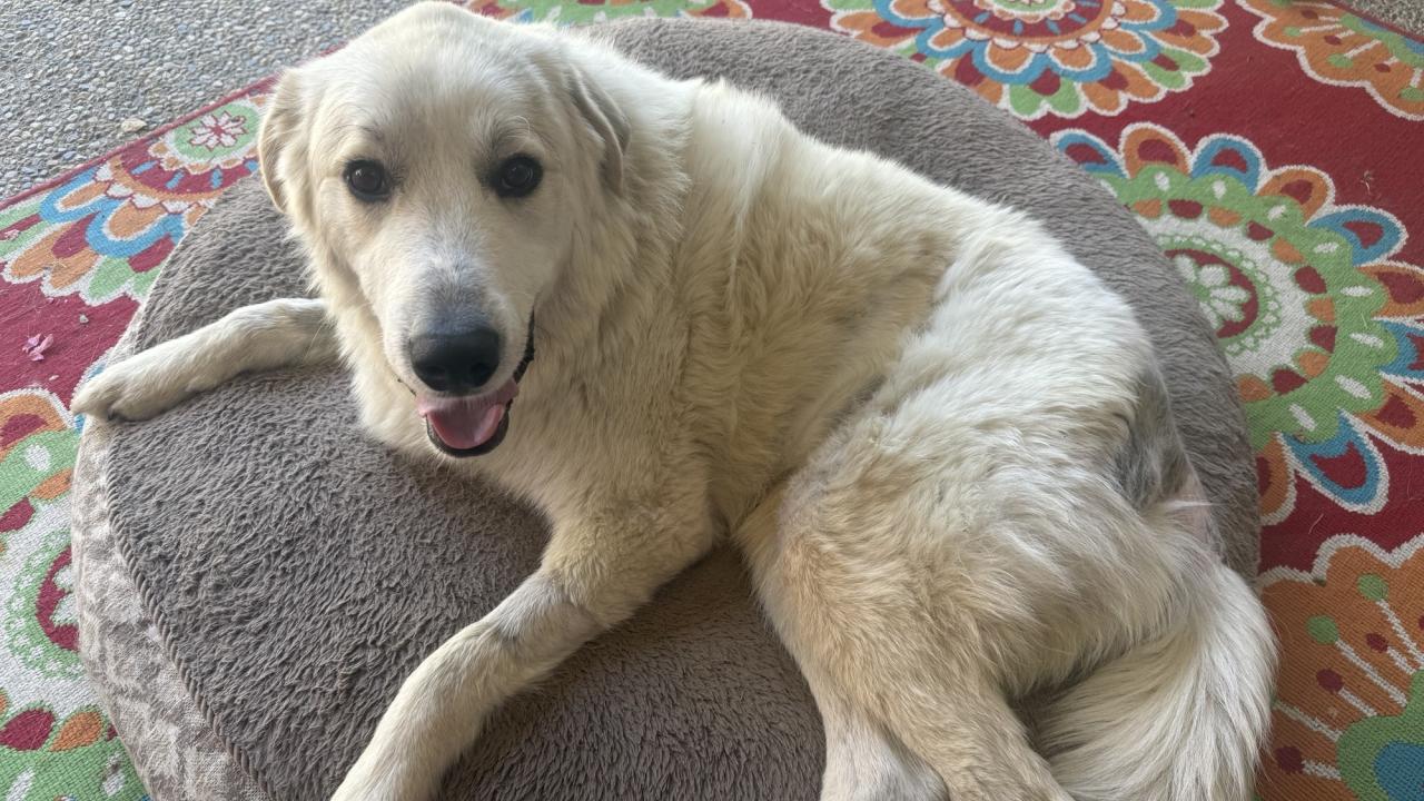 dog with toys laying on rug