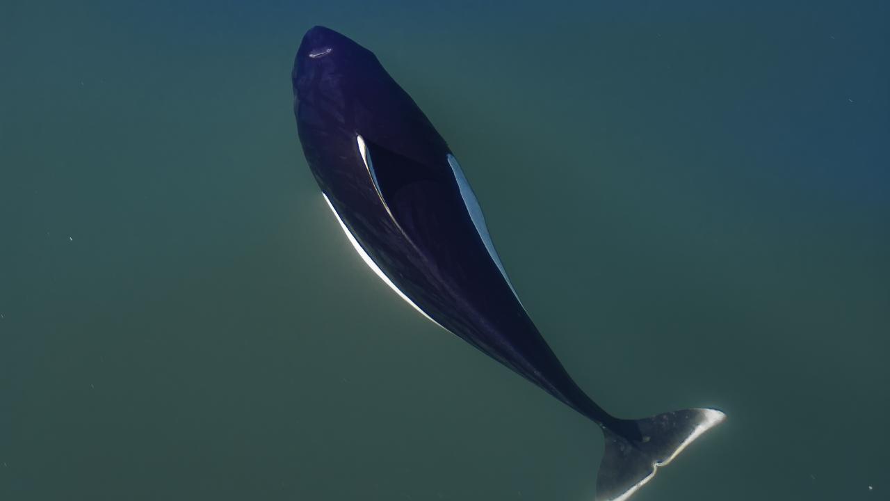 Dall's porpoise