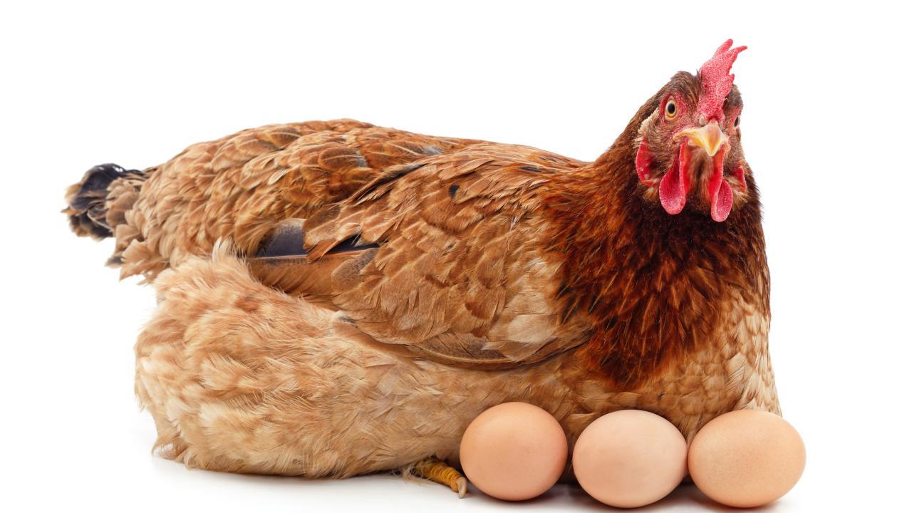 chicken with eggs