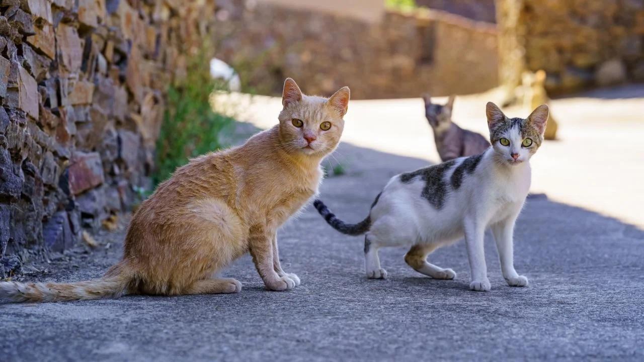 Homeless cats cheap