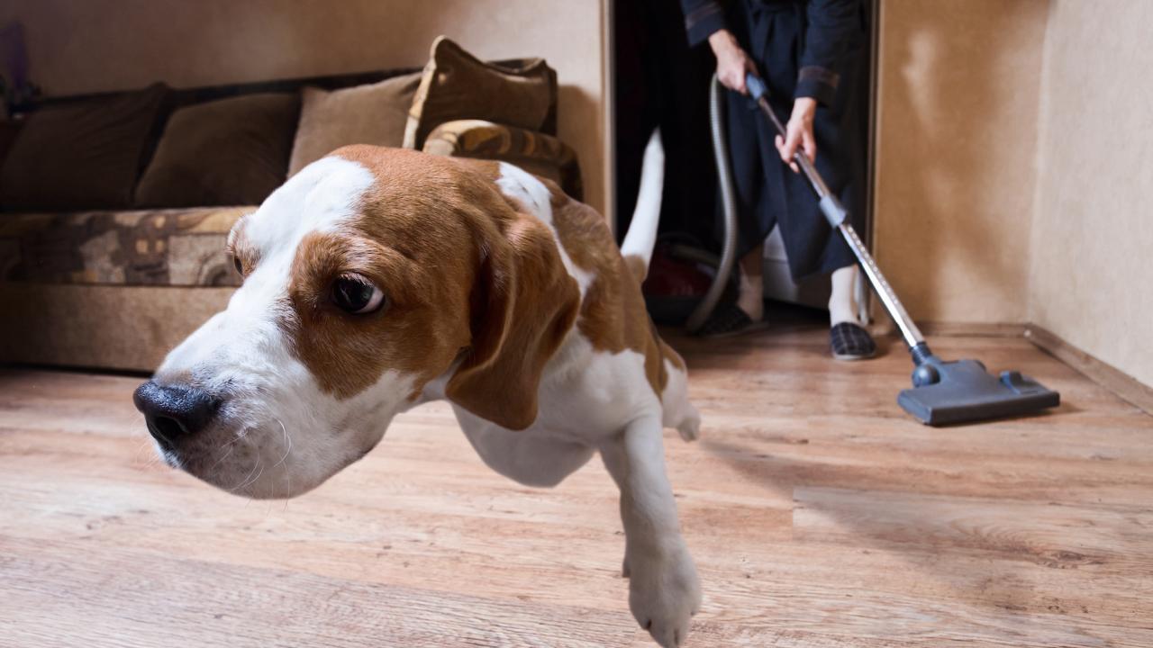 dog running from vacuum