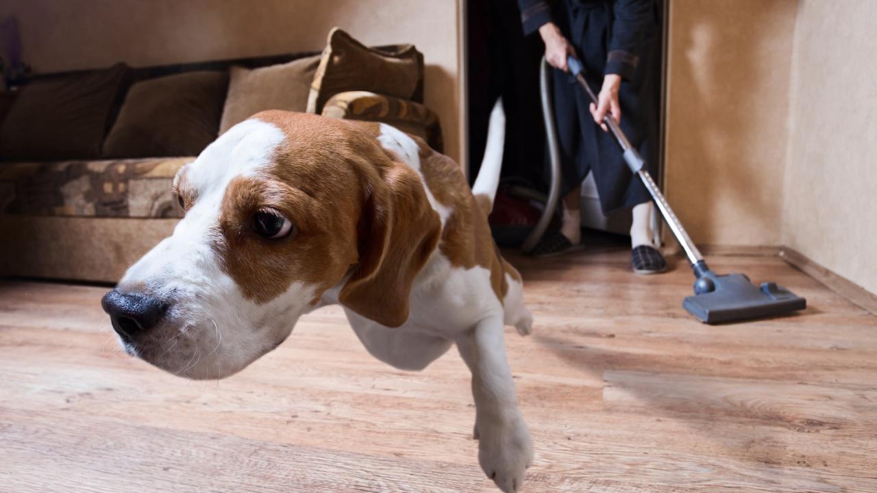 dog running from vacuum