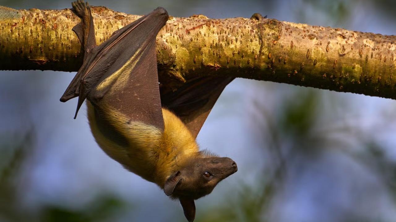 straw-coloured fruit bat