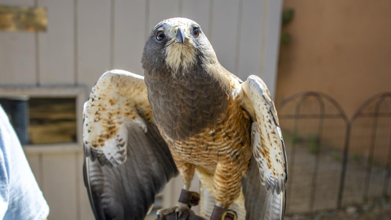 Swainson's hawk