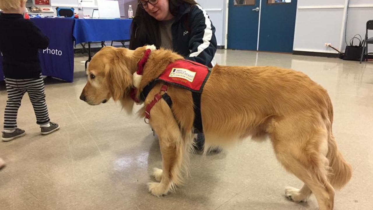 therapy dog