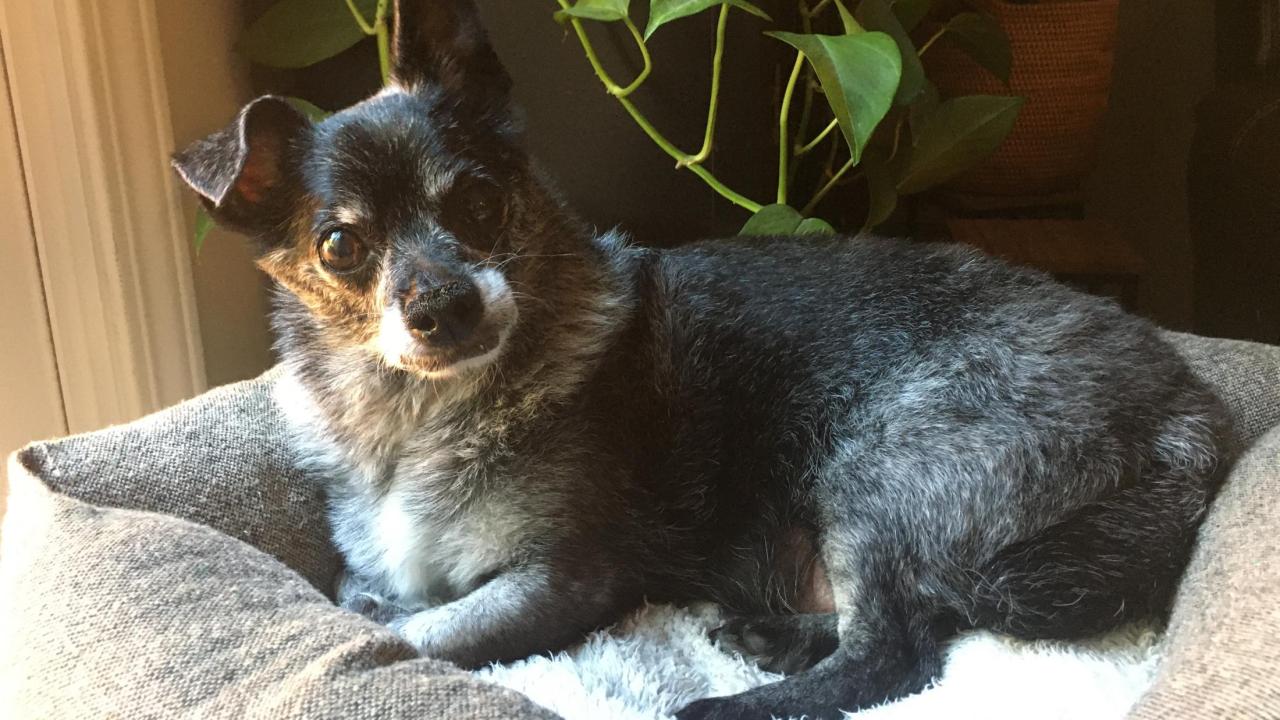 holistic treatment for cushing's in dogs