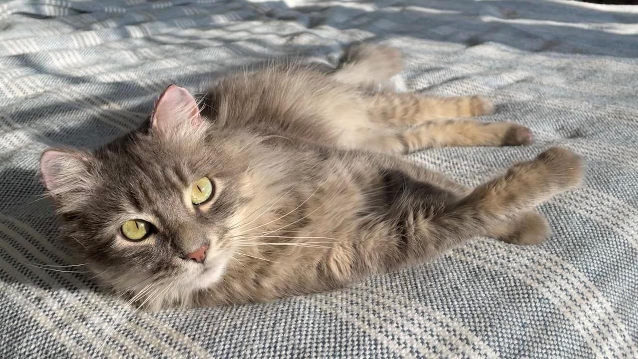 cat on bed