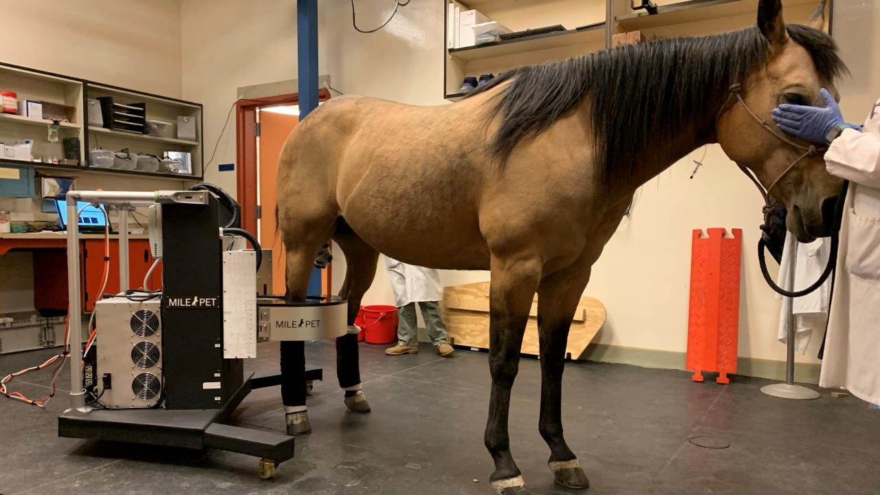 PET imaging of a horse's right hock with the MILEPET scanner at the UC Davis veterinary hospital..