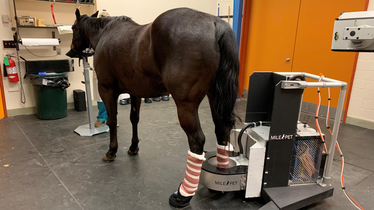 horse in PET scanner