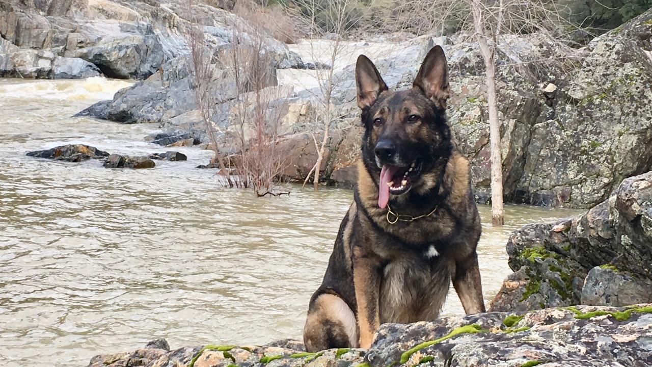 German shepherd dog sitting next to river