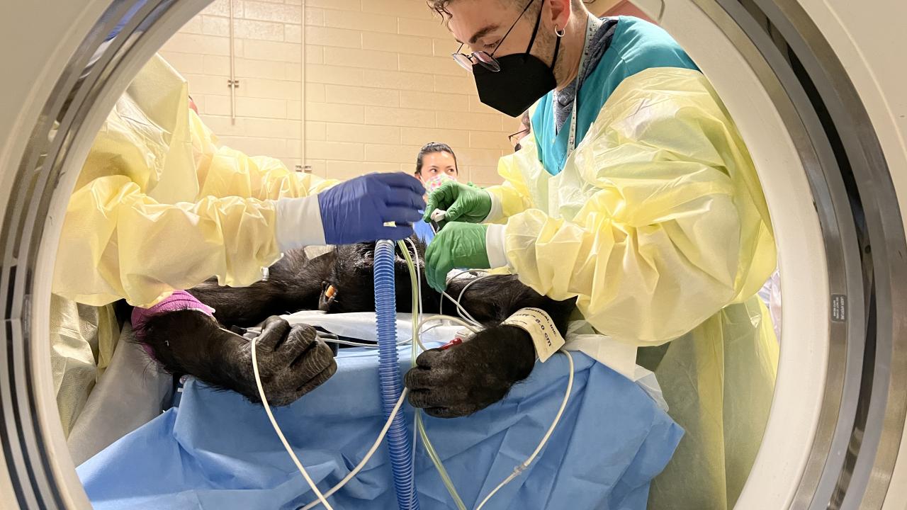 A chimpanzee lies in the CT scanner.