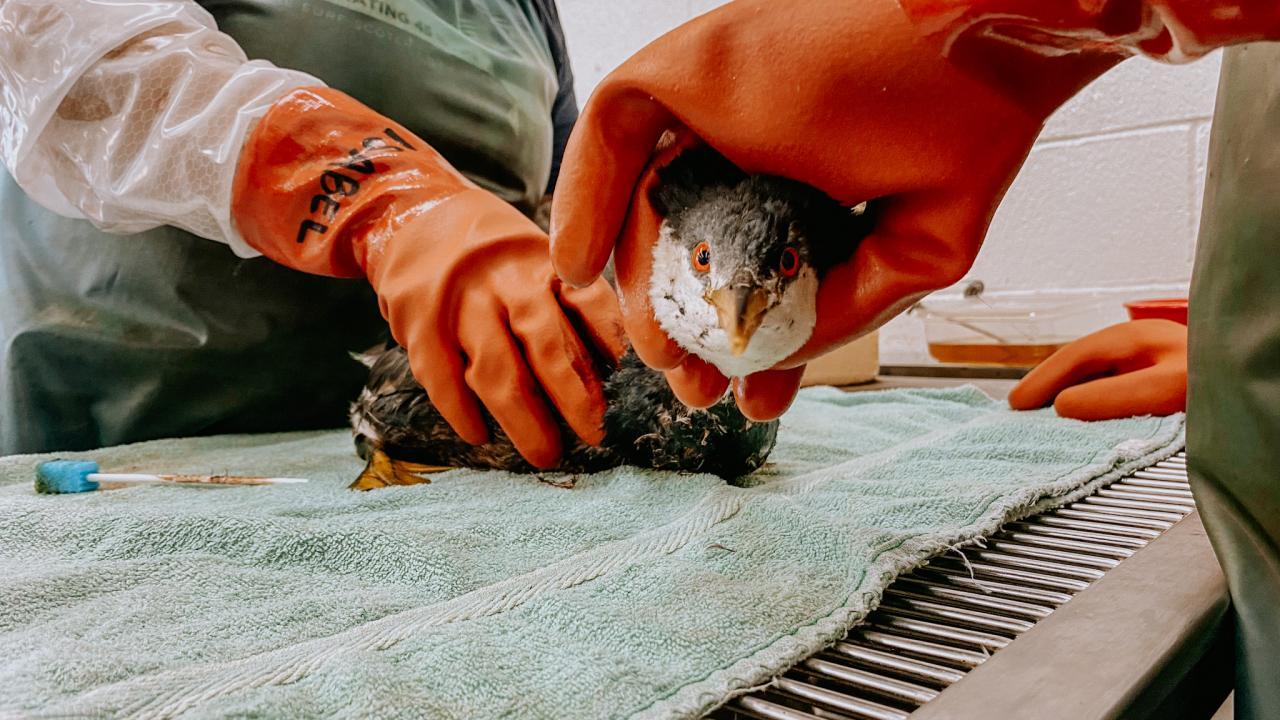 grebe being cleaned