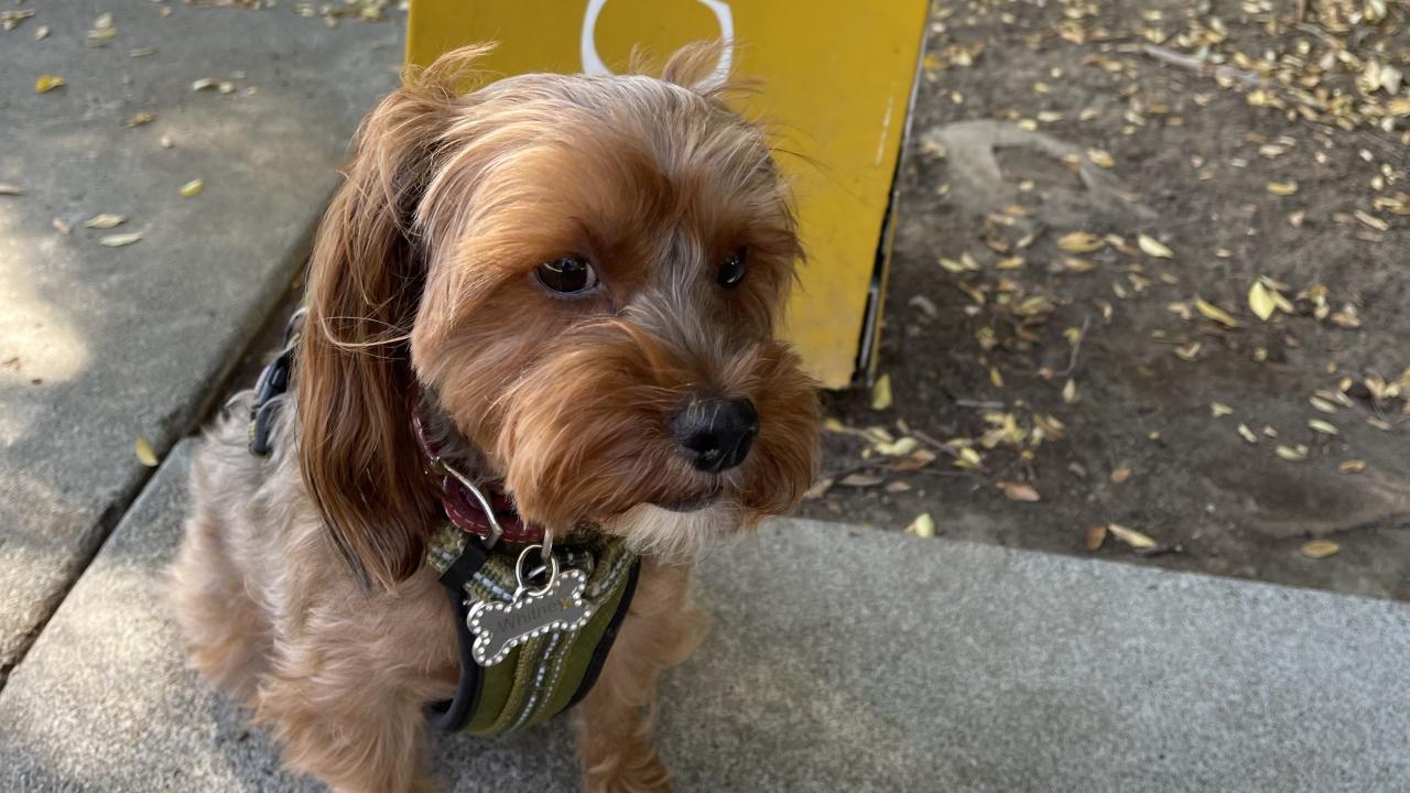 small dog sitting on sidewalk with dog bone shaped name tag that reads Whitney