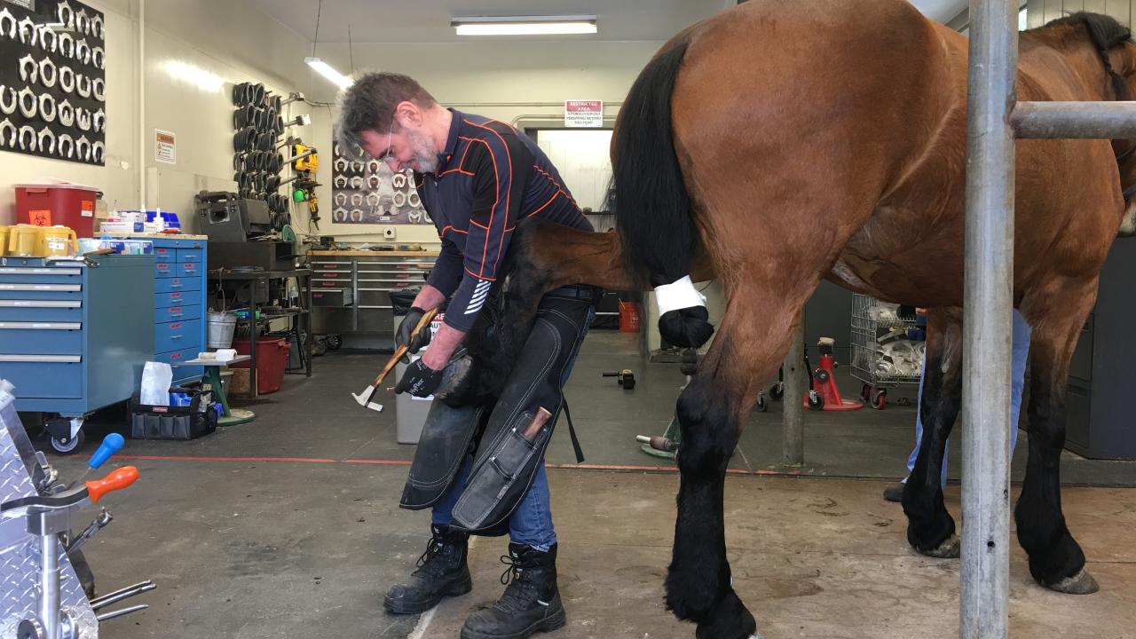 farrier shoeing a horse at the UC Davis farrier shop