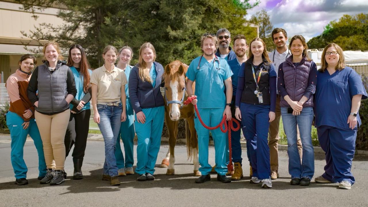 group of veterinarians with horse