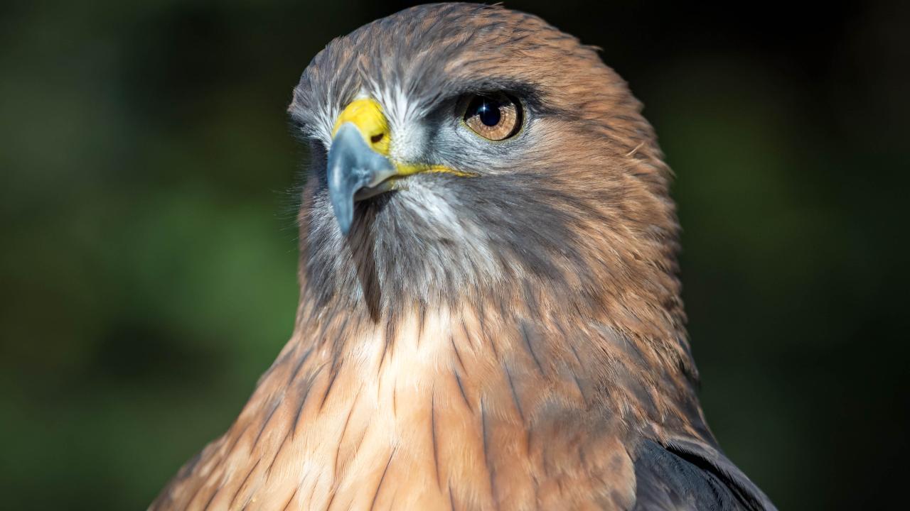 red-tailed hawk