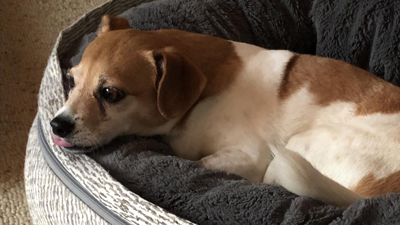 dog resting in dog bed