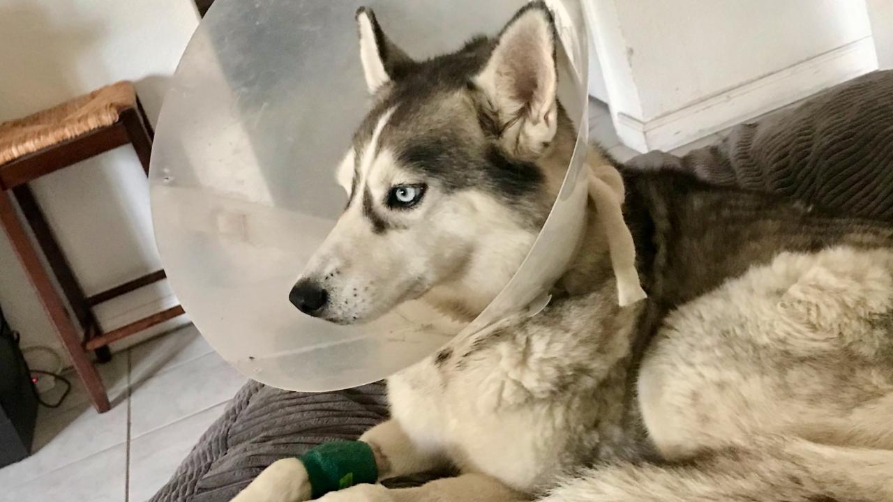 Surgery and Radiation Successfully Treat Husky’s Tumor School of