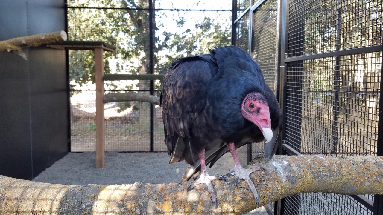 turkey vulture