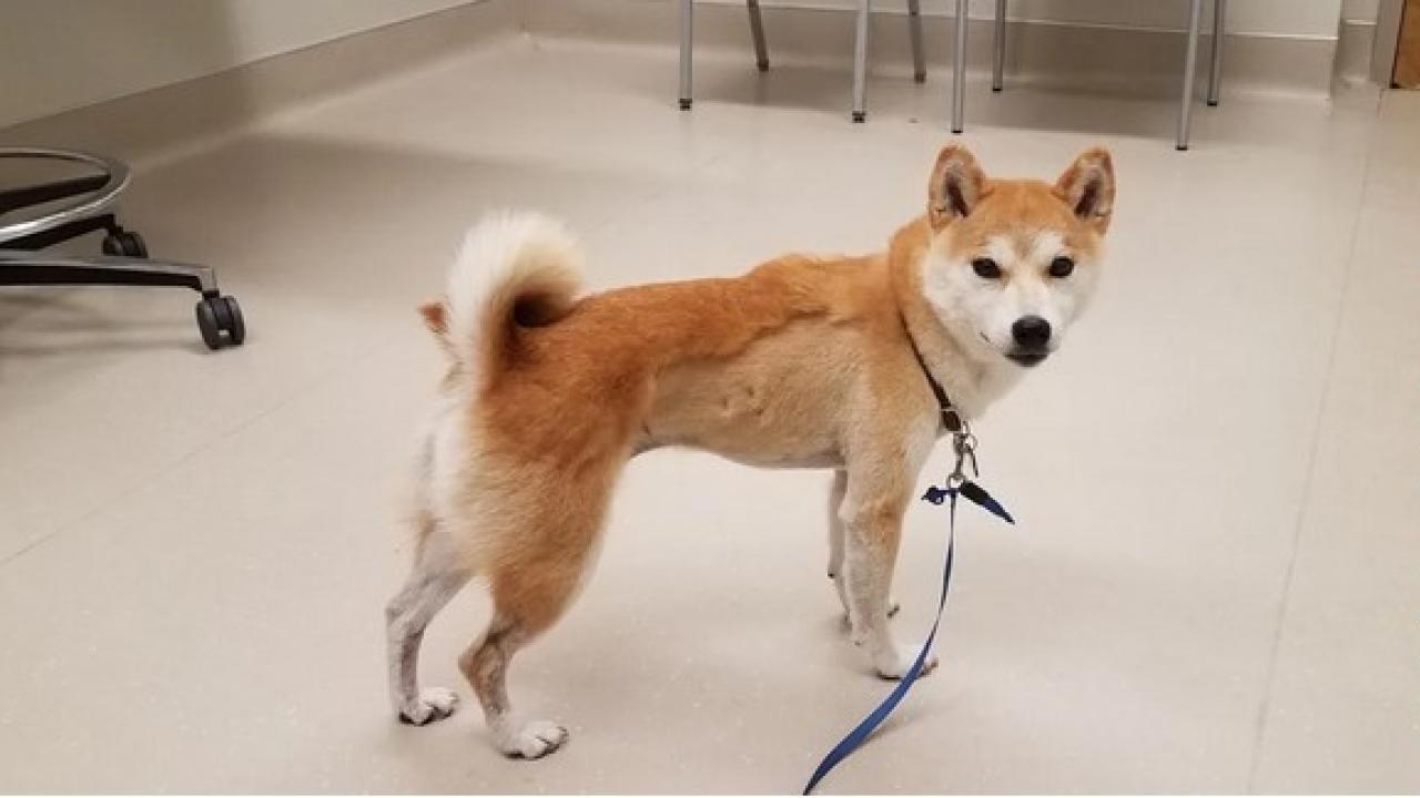 dog in exam room