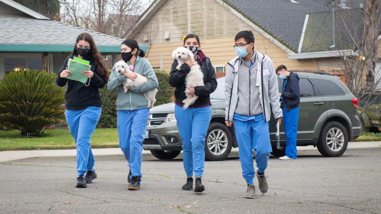 UC Davis veterinary students walking with animals