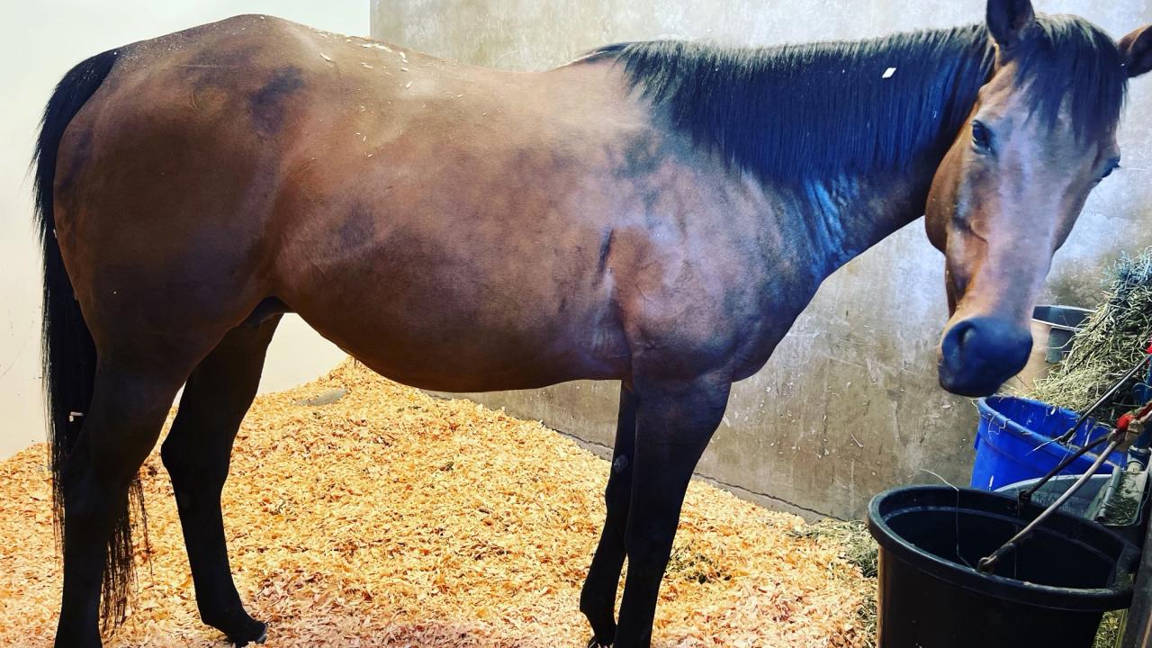 brown horse with black mane standing in stall